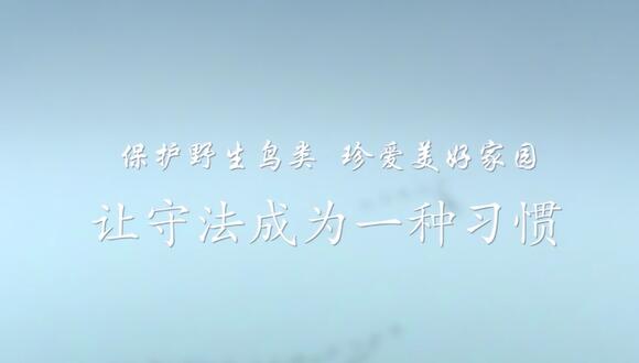 普法公益視頻 保護(hù)鳥類篇